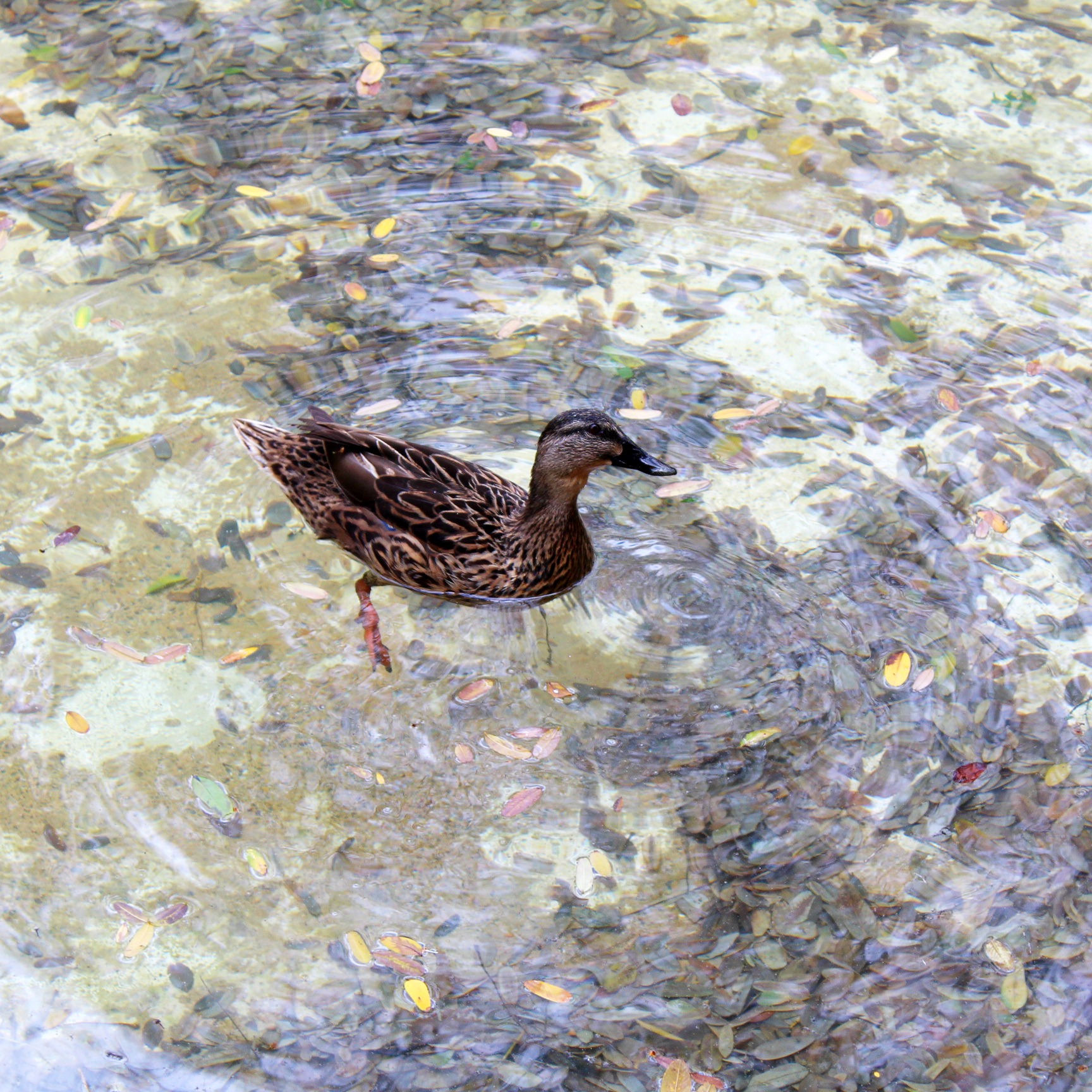 Hace ya un tiempo que decidí no incluir mamíferos en mi dieta. En cuanto a carne, solo pollo y pavo. Los patos, tampoco. ¿Y tú? ¿Has cambiado de opinión sobre tu alimentación? 🤔
.
#vida #evolución #mamíferos #animales #sensibilidad #flexitariana #excepción #reflexiones #escritopormarga