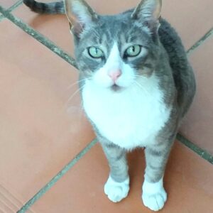 MI GATO PERRY...